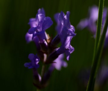 38 flowers Lavender photo