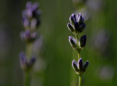 37 flowers Lavender photo