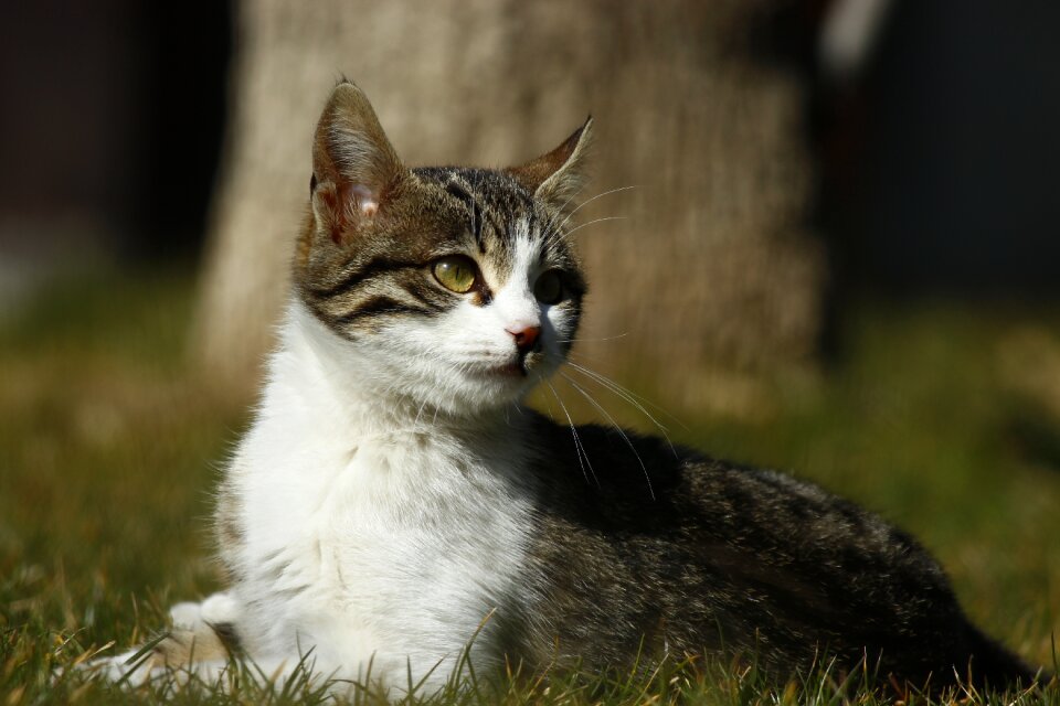 Cat gray fur white neck