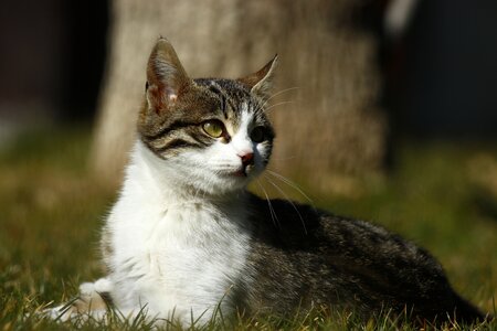 Cat gray fur white neck
