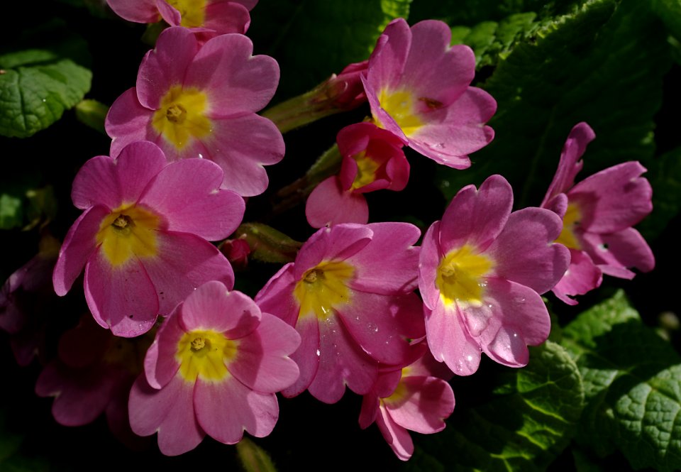 34 flowers Primula 