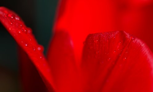 33 flowers Tulip photo