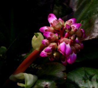 32 flowers Bergenia cordifolia photo