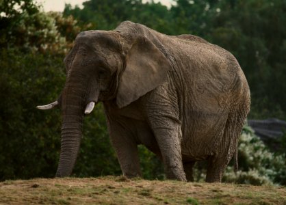 63 record Howletts Wild Animal Park 
