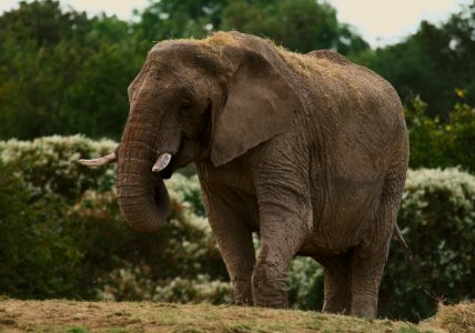61 record Howletts Wild Animal Park 