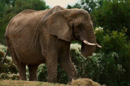 62 record Howletts Wild Animal park 