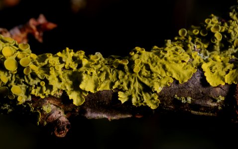 04 leaves etc. Lichen 