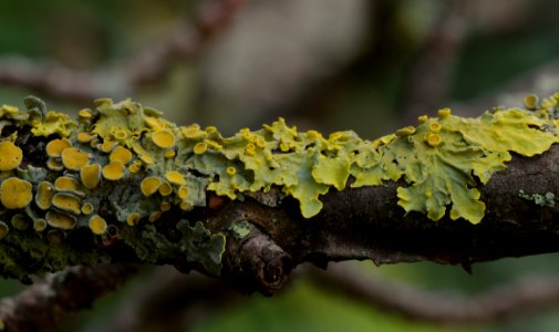 03 leaves etc. Lichen photo