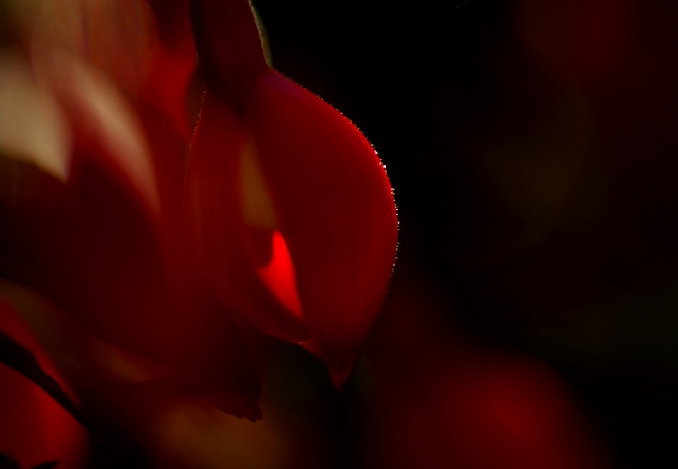 28 flowers Fuchsia 
