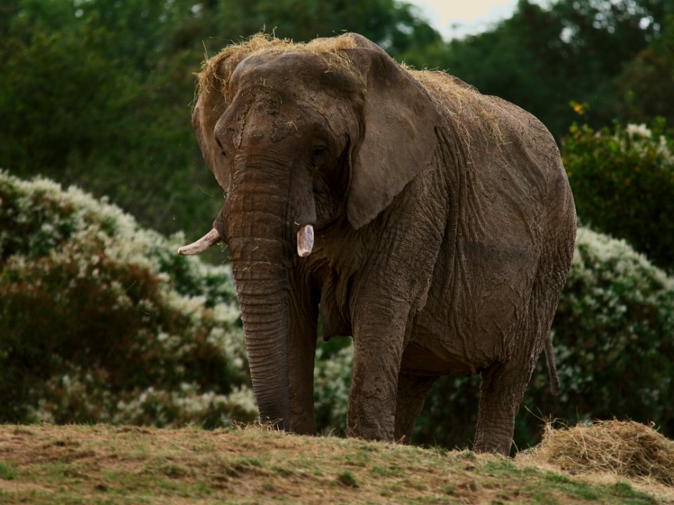60 record Howletts Wild Animal park 