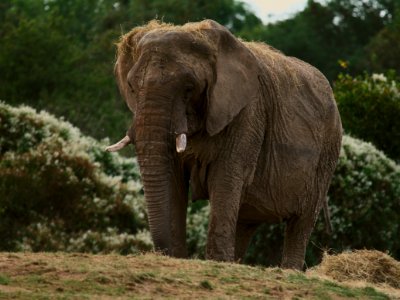 60 record Howletts Wild Animal park 