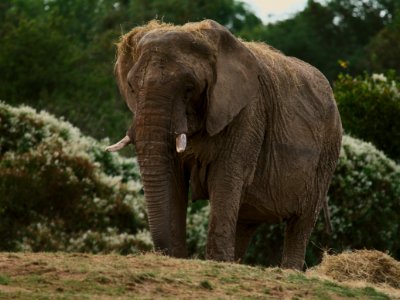 60 record Howletts Wild Animal park photo