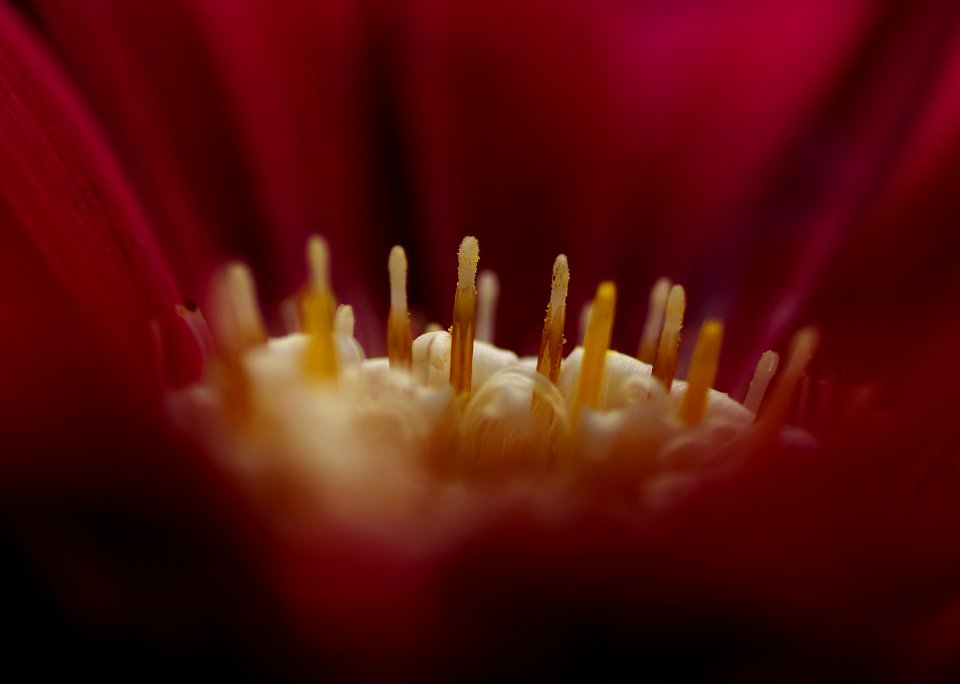 27 flowers Gerbera 