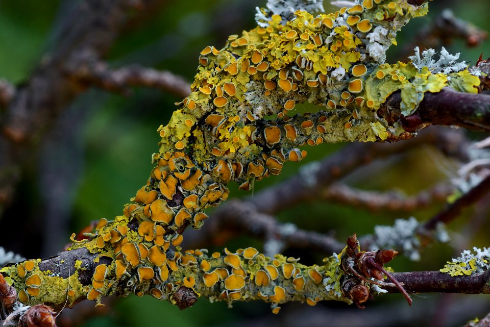 02 leaves etc. Lichen 