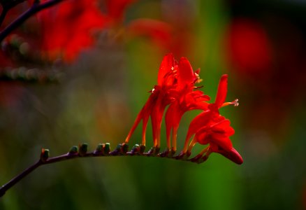 26 flowers Crocosmia photo