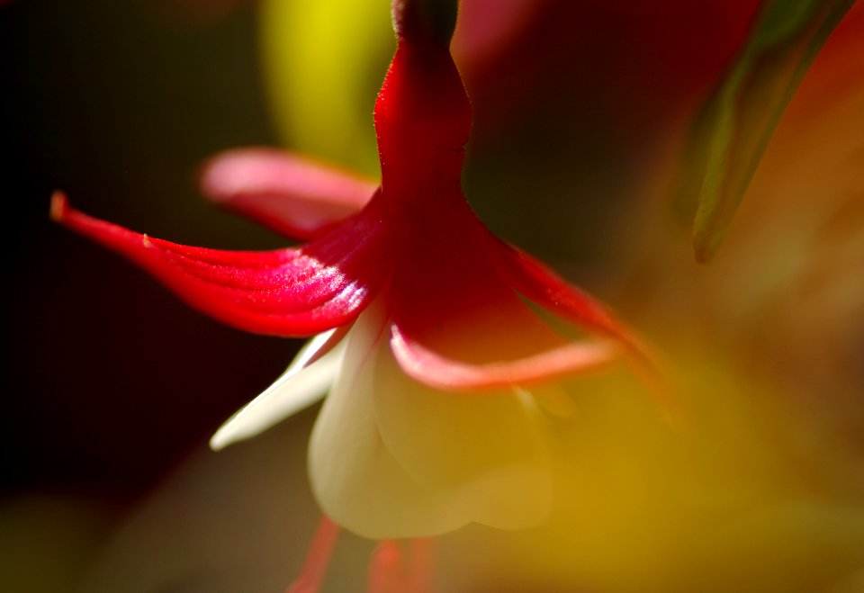 25 flowers Fuchsia 