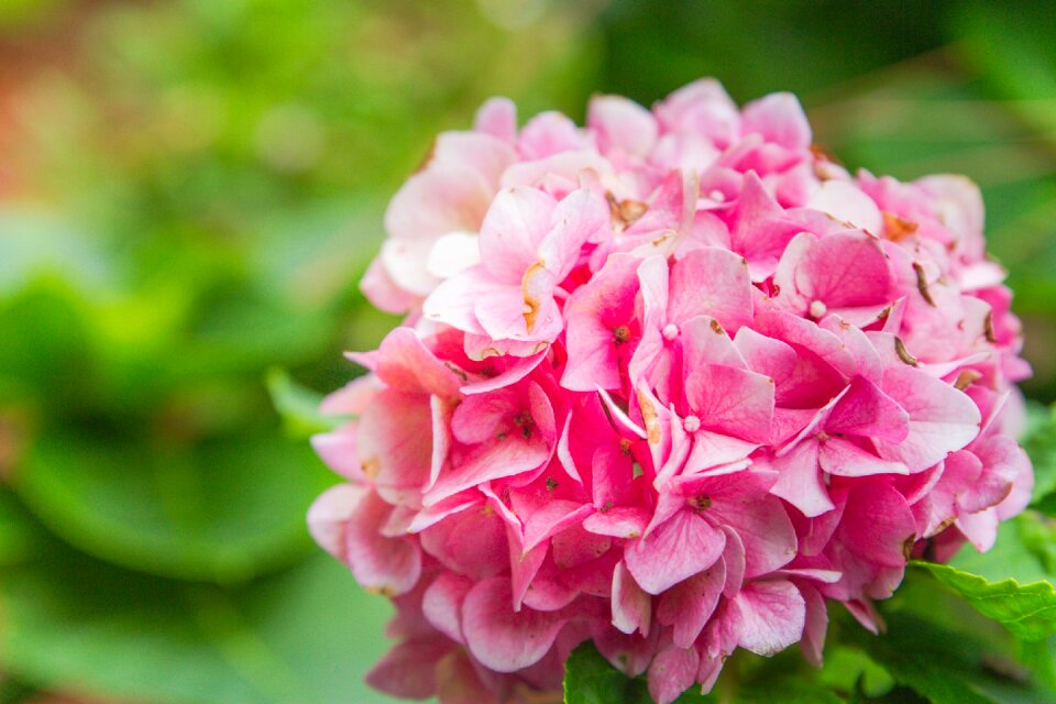 Blooming floral plant