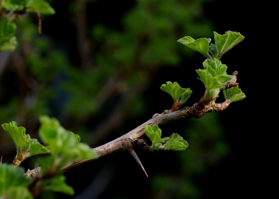 14 leaves etc. Gooseberry 
