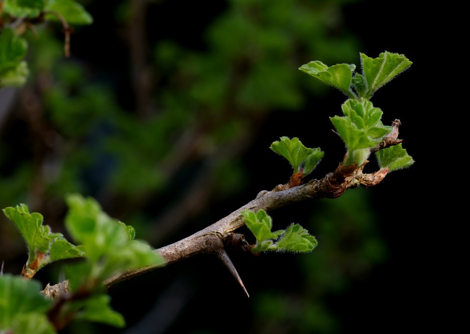 14 leaves etc. Gooseberry photo