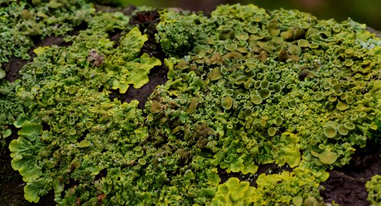11 leaves etc. Lichen 