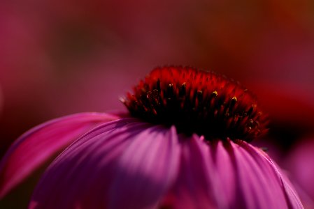 24 flowers Echinacea photo