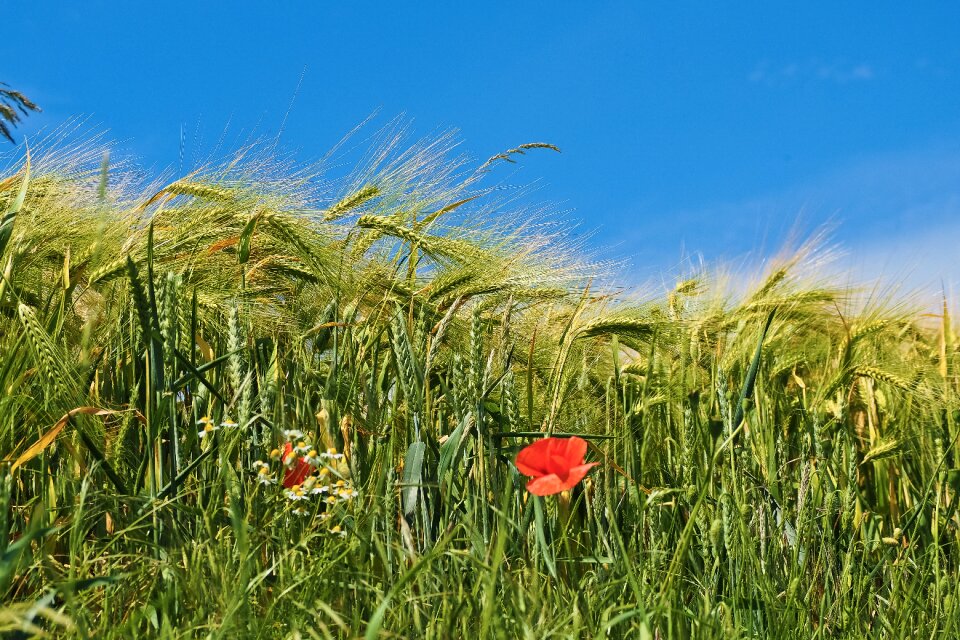 Cereals wheat agriculture