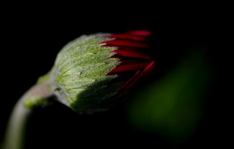 29 flowers Gerbera 