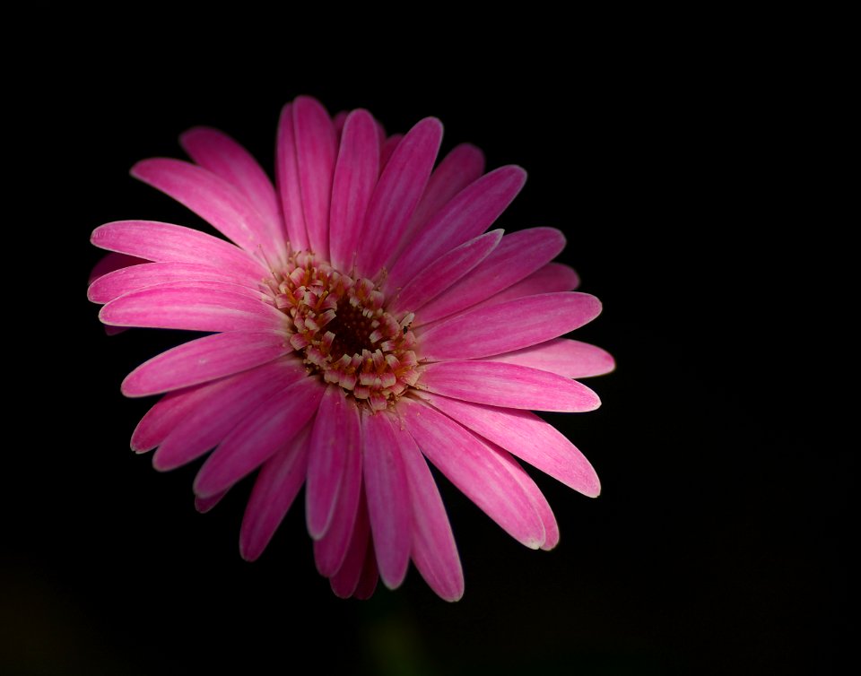 21 flowers Gerbera 
