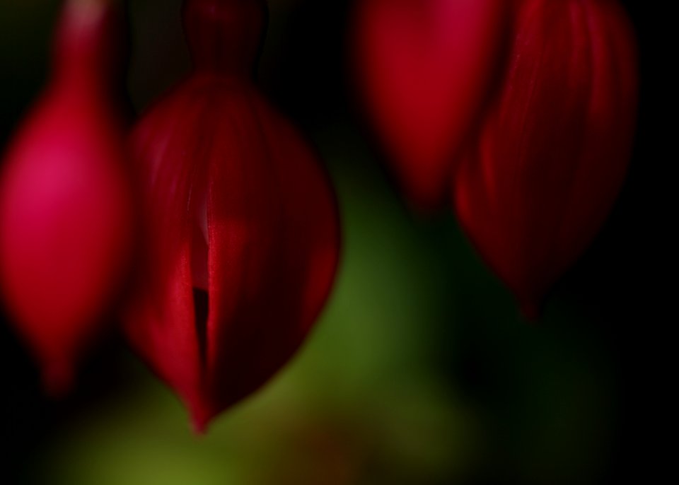 22 flowers Fuchsia 