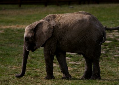 54 record Howletts Wild Animal Park photo