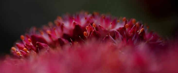 19 flowers Sedum photo