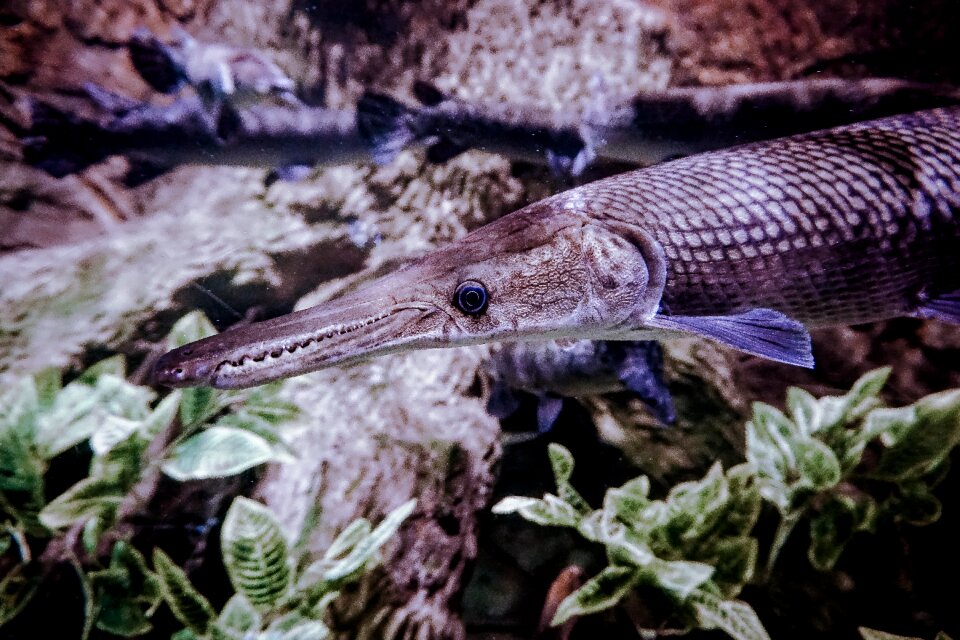 Ocean underwater animal