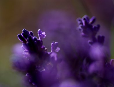 17 flowers Lavender photo