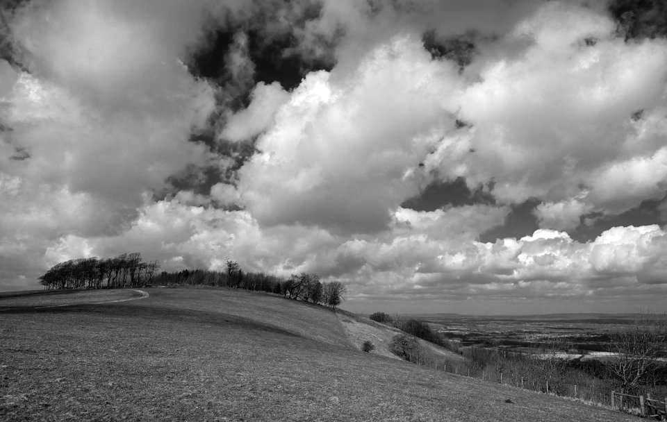 105 south downs Chanctonbury Ring bw 