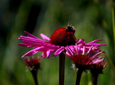 15 flowers Echinacea photo