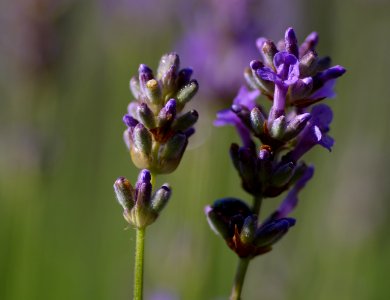 13 flowers Lavender photo