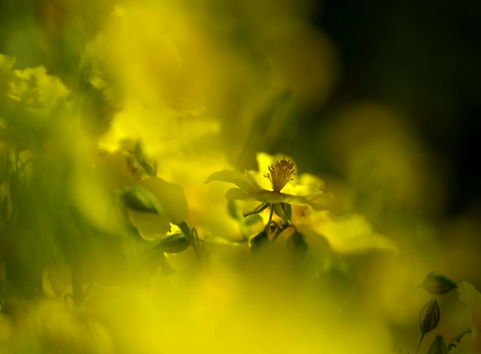 11 flowers Danson Park 