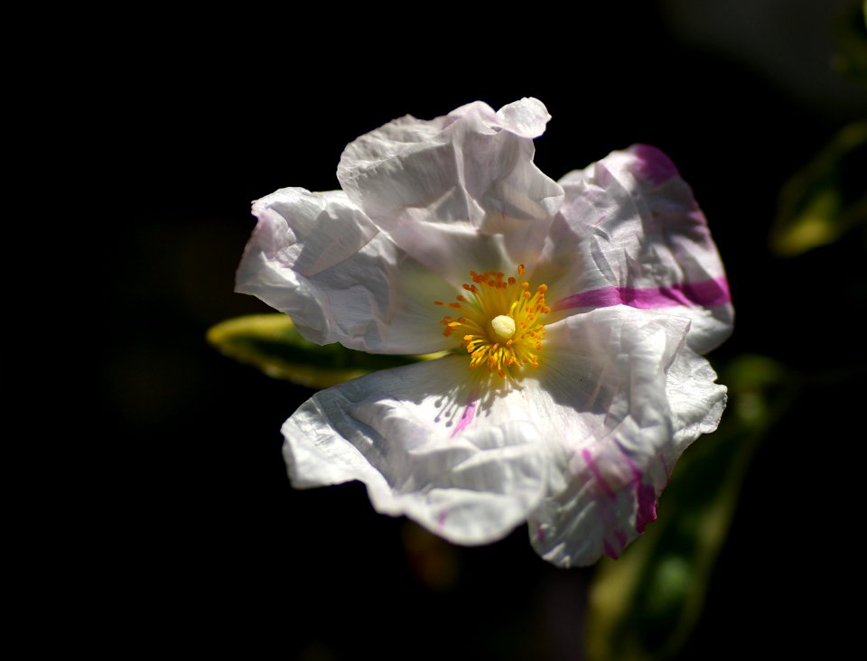 12 flowers My Garden 