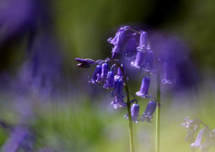 10 flowers Bluebells photo