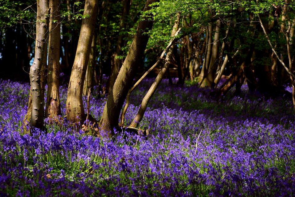 100 sussex Snape Wood 