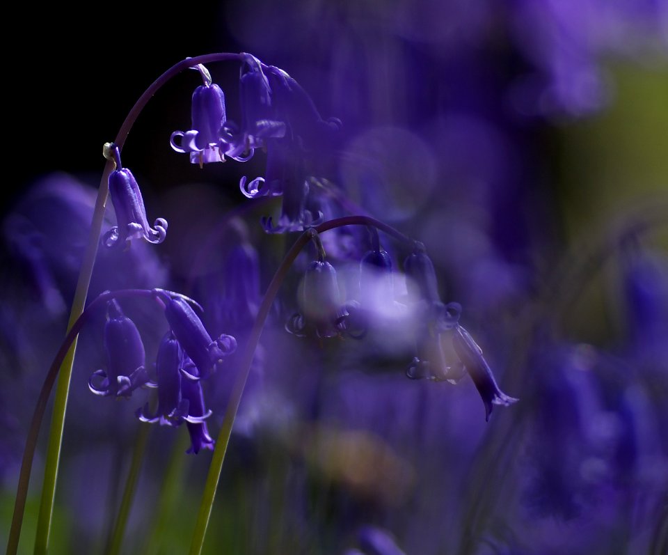 07 flowers Bluebells 