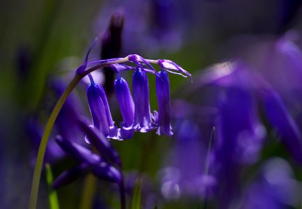 08 flowers Bluebells photo