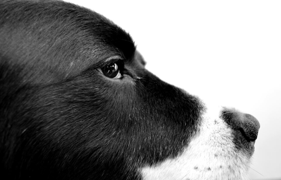 Photography black pet