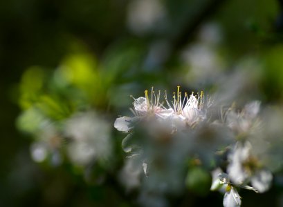 06 flowers Blackthorn photo