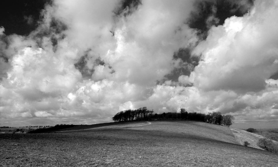 96 south downs Chanctonbury Ring bw 