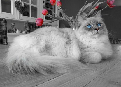 Blue eyes relax pet