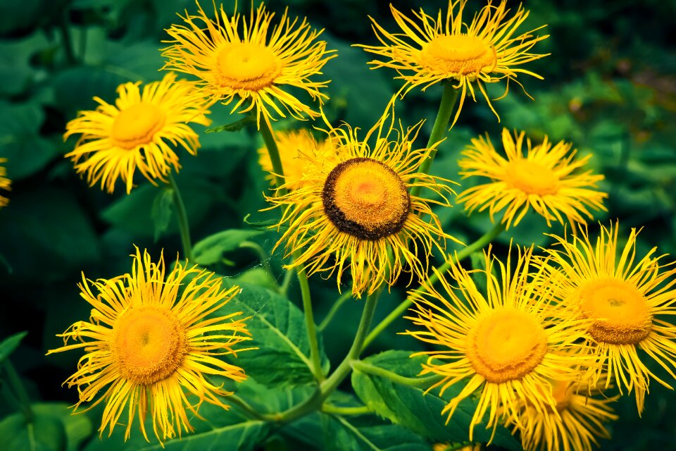 Plant blossom bloom