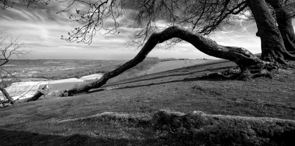 75 south downs Chanctonbury Ring 