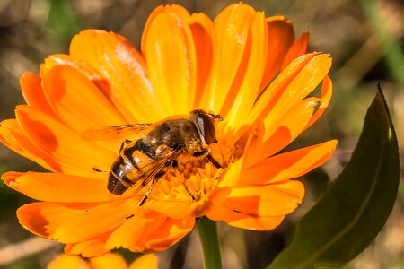 Fly mist bee collect nectar