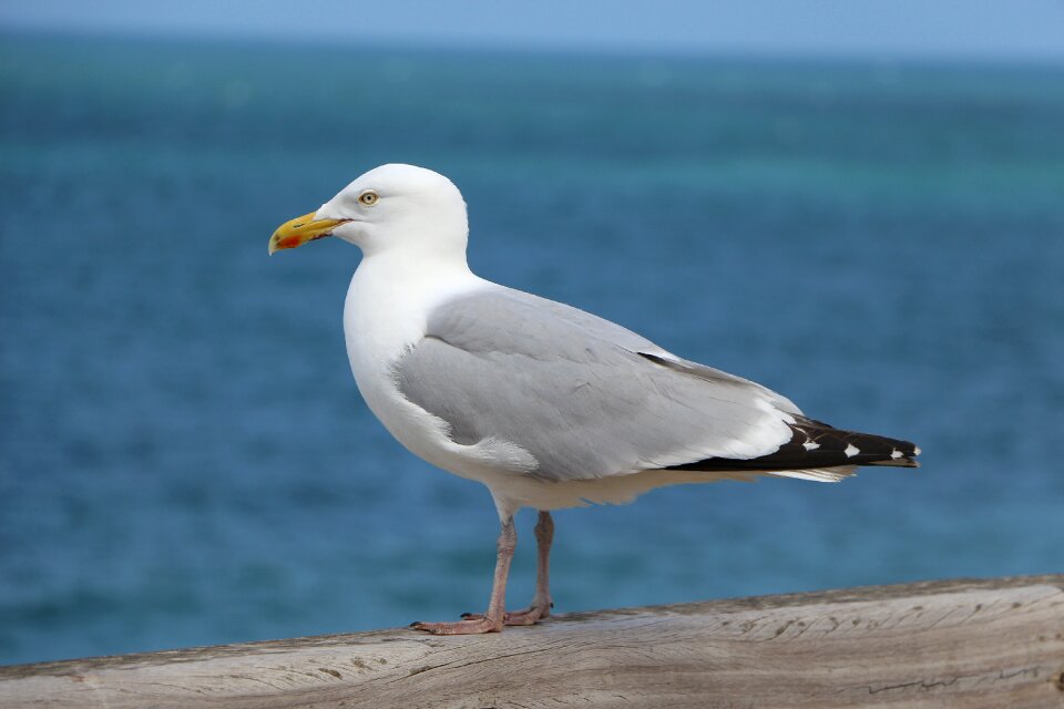Seagull bird animal